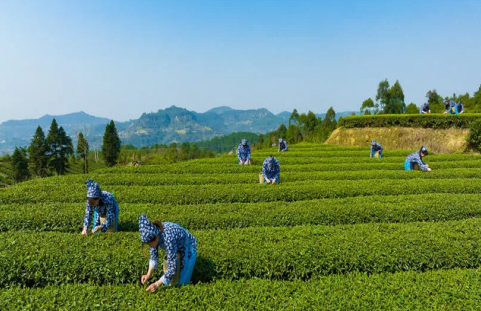 自贡荣县茶叶现代农业园区升级 春茶出口量同比增长40%创历史新高